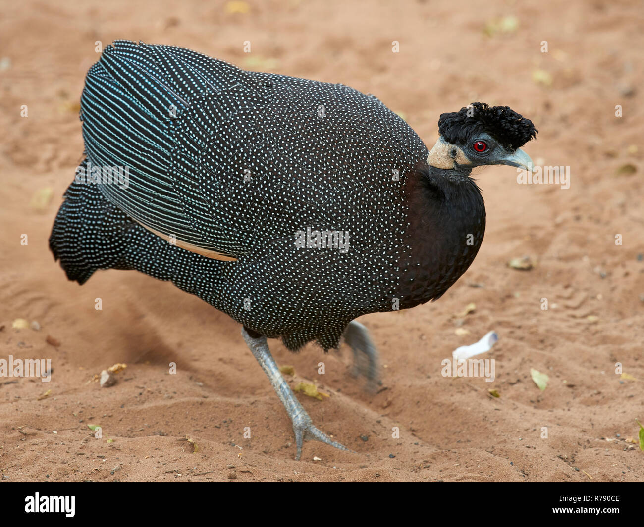 Crested Guineafowl (Guttera pucherani) - Detailansicht der Vogel zu Fuß auf einer Sanddüne Stockfoto