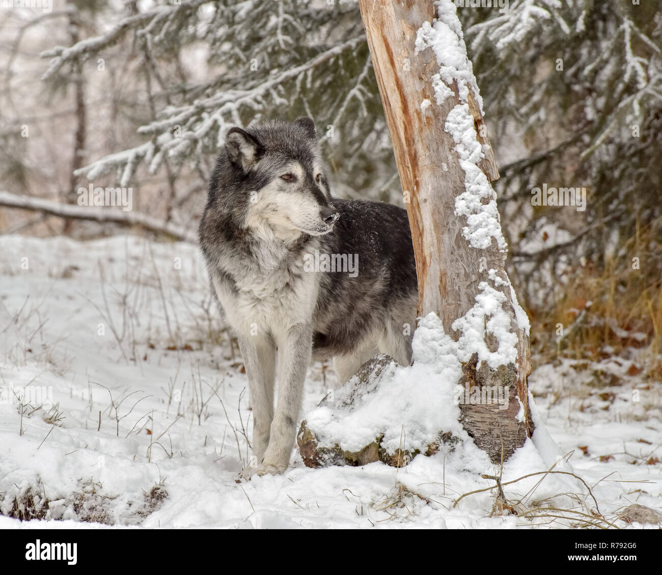 Einsamer Wolf peeking Rund um den Stamm eines Baumes Stockfoto