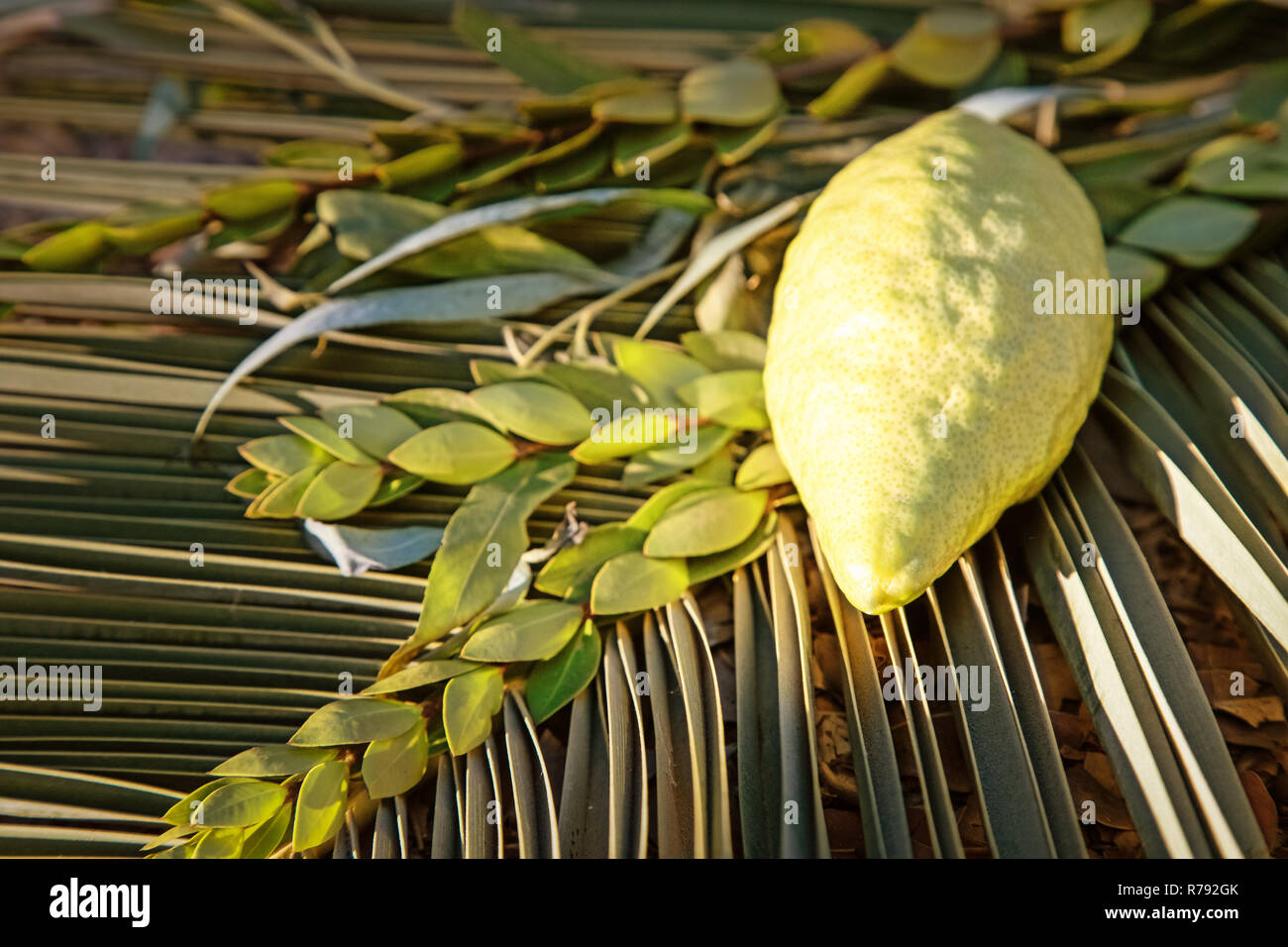 Traditionelle Symbole (die vier Arten) der jüdischen Herbstfest von Sukkot, etrog, Palm Zweig, Myrten und Willow. Stockfoto