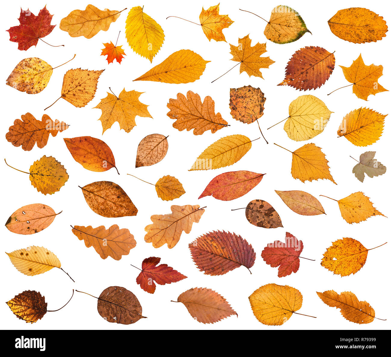 Viele verschiedene getrocknete Herbst Laub isoliert Stockfoto
