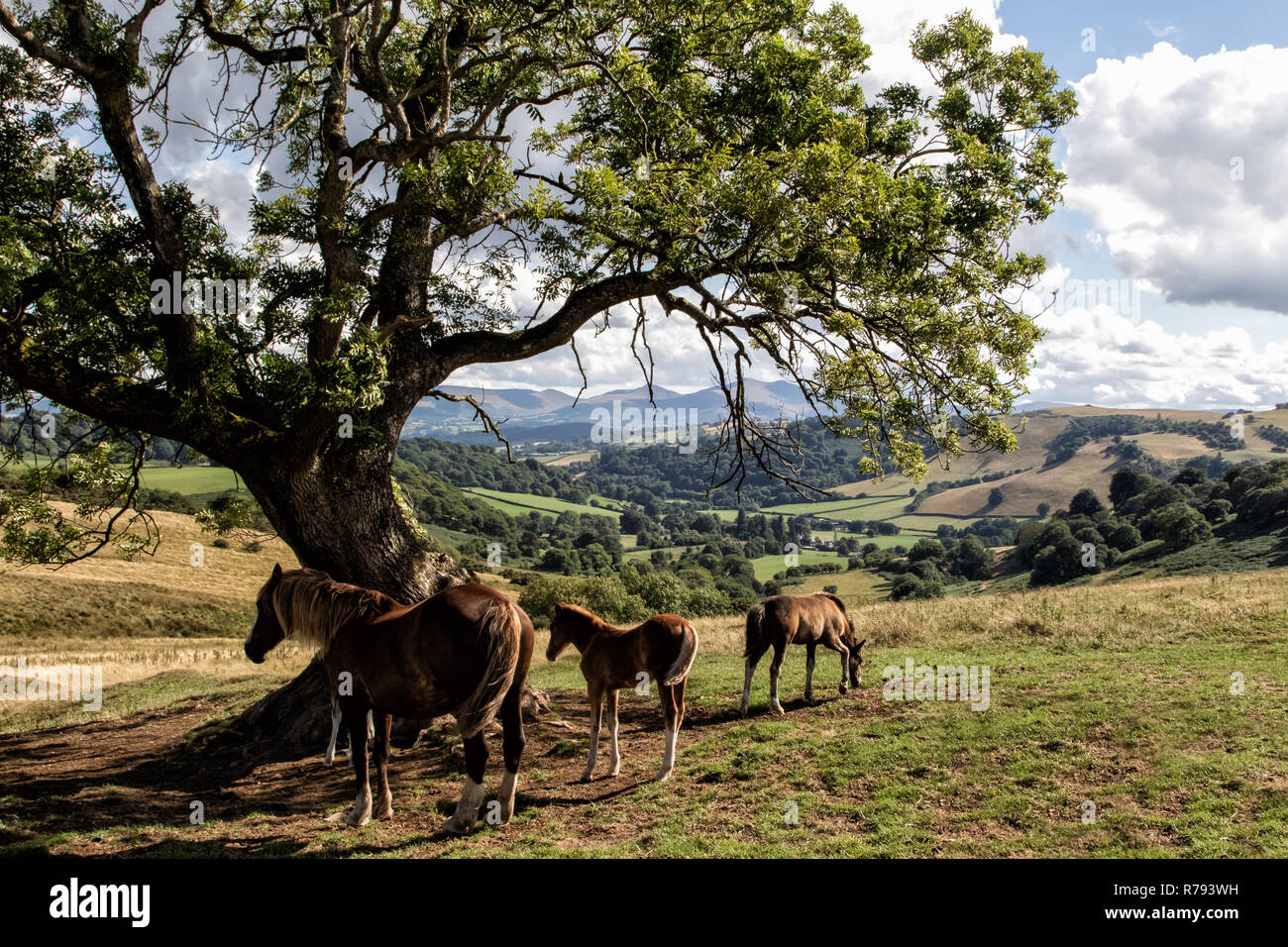 Im Herzen von Wales Stockfoto