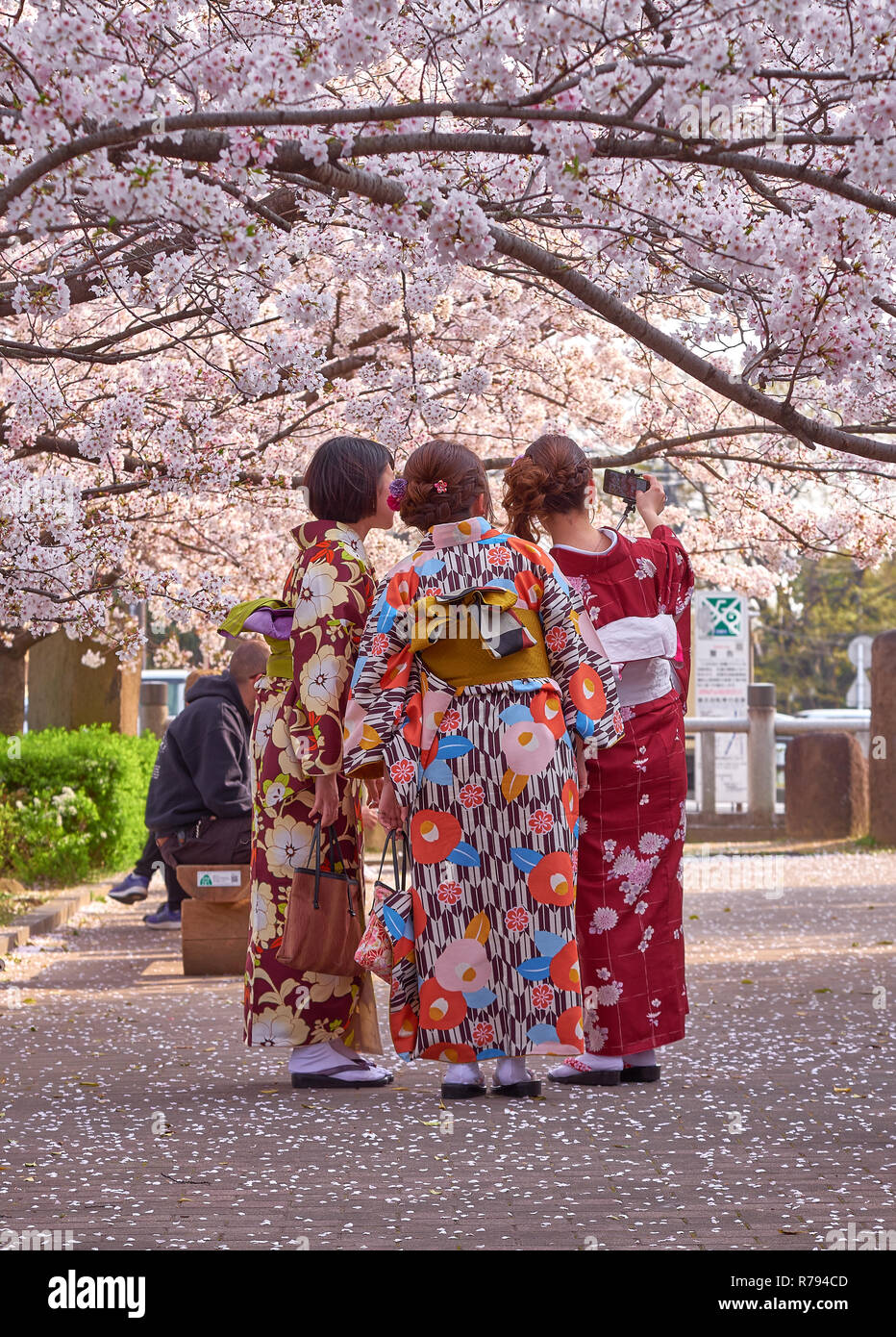 Die drei japanischen Damen aus gesehen hinter dress up in einem Blumenmotiv Kimonos posieren für ein selfie unter einem blühenden Kirschbaum Stockfoto
