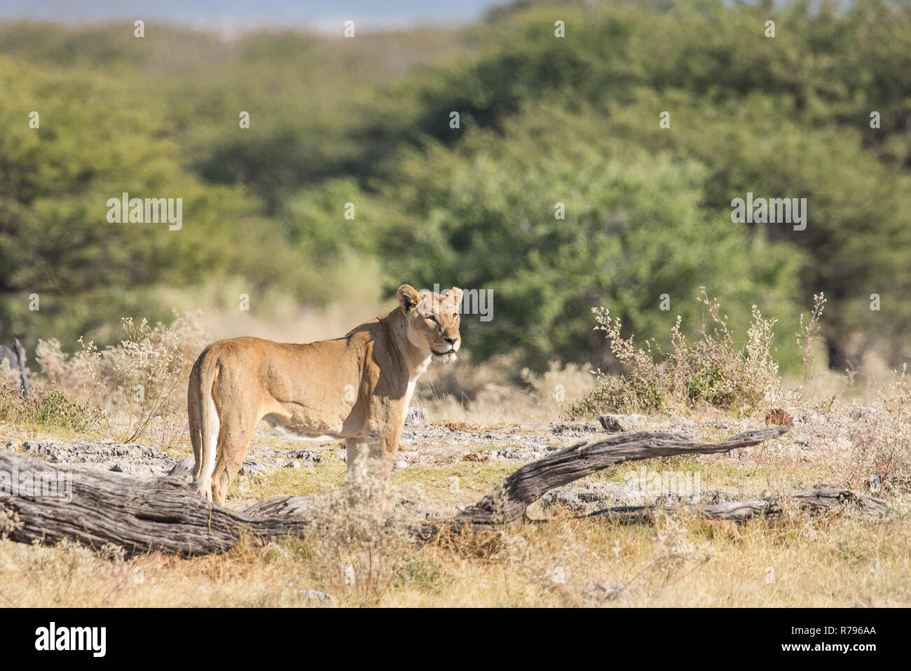 Löwin im Querformat Stockfoto