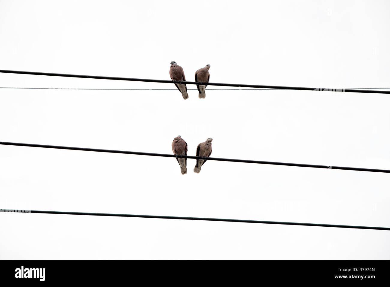 Tauben, die auf Power line Stockfoto