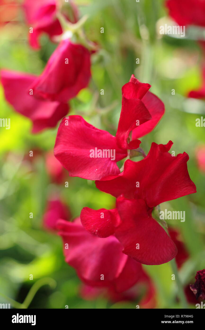 Lathyrus Odoratus'Henry Thomas', eine moderne Sweet pea Blüte, blühen in einem Englischen Garten Stockfoto