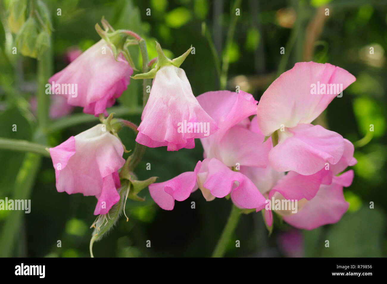 Lathyrus Odoratus. Sweet pea 'Gwendoline, ein stark duftenden jährliche Bergsteiger in einen Englischen Garten, Großbritannien Stockfoto