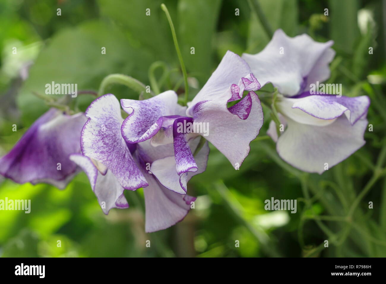 Lathyrus Odoratus. Sweet Pea" Frances Kate 'Blumen, Großbritannien Stockfoto