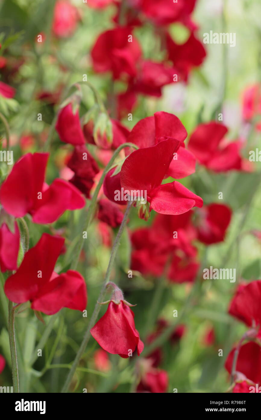 Lathyrus Odoratus "Winston Churchill". Spencer Vielzahl Sweet pea 'Winston Churchill' Blüte in einem Englischen Garten im Sommer, Großbritannien Stockfoto