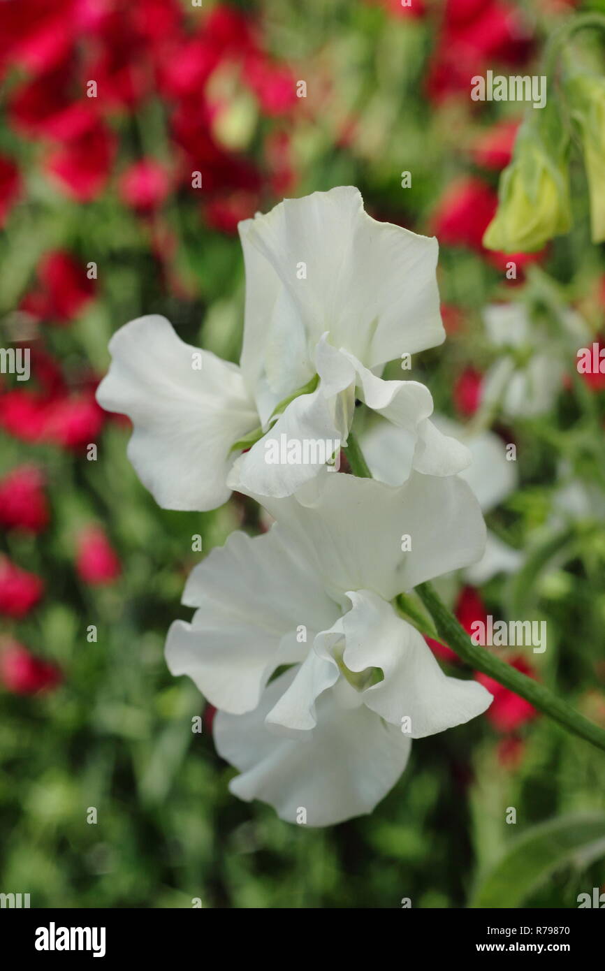 Lathyrus Odoratus "weißen Rüschen". Sweet pea 'weißen Rüschen' Blüte in einem Englischen Garten, Sommer, Großbritannien Stockfoto