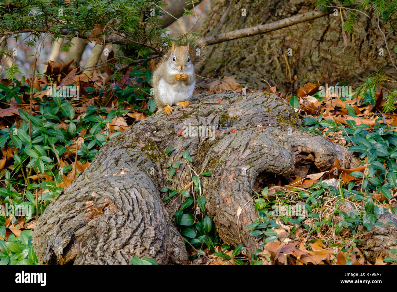 Amerikanische Rote Eichhörnchen naschen während auf eine Wurzel einer nördlichen Weißen Asche sitzen Stockfoto