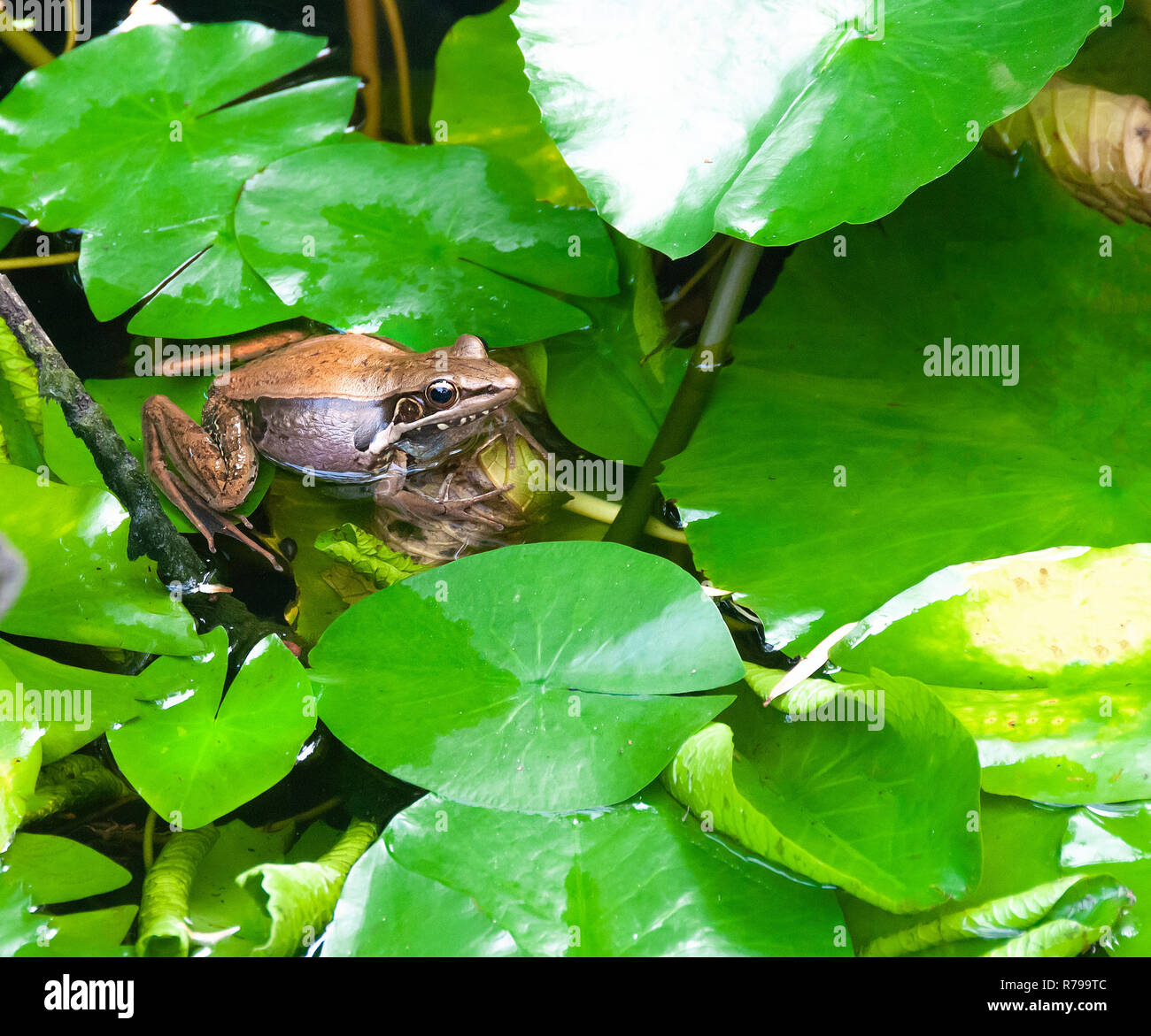Ornamentlicher Chorfrosch, microhyla fissipes auf Wasserpflanze - Hue, Vietnam Stockfoto