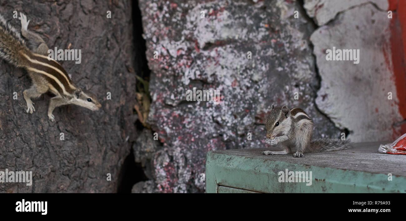 Zwei kleine Eichhörnchen, einem im Fokus und eins hinten unscharf. Stockfoto