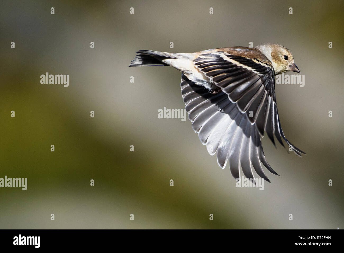 Winter Gefieder goldfinch Flug portrait Stockfoto
