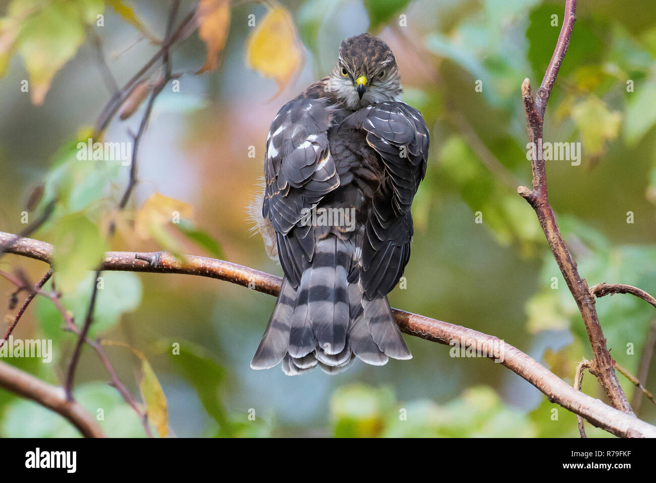 Sharp-Shinned hawk unter Herbstlaub gehockt Stockfoto