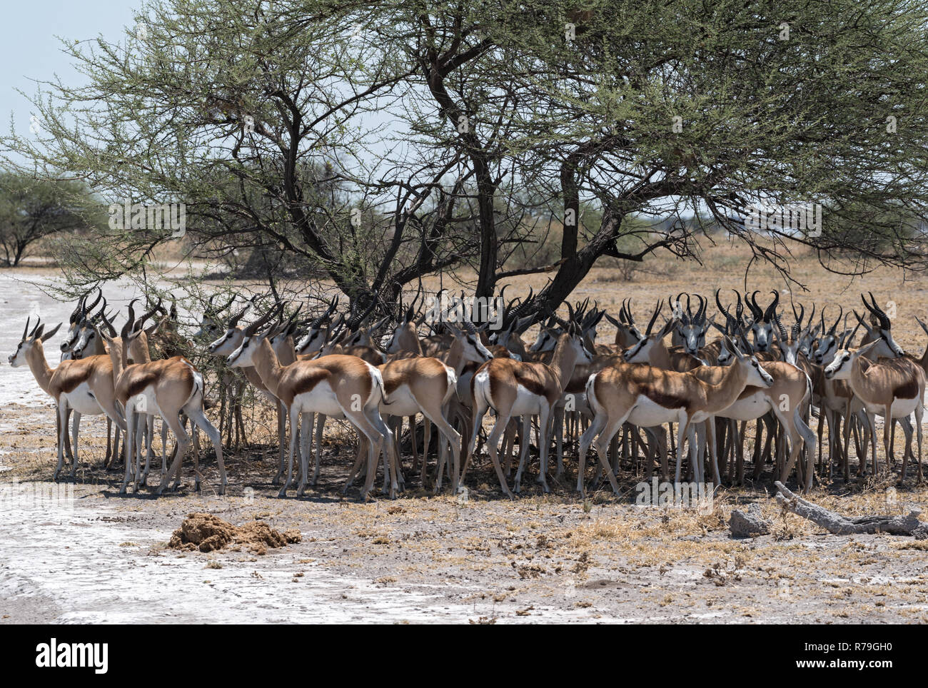 Herde Impalas in den Schatten eines Baumes im Nxai Pan National Park, Botswana Stockfoto