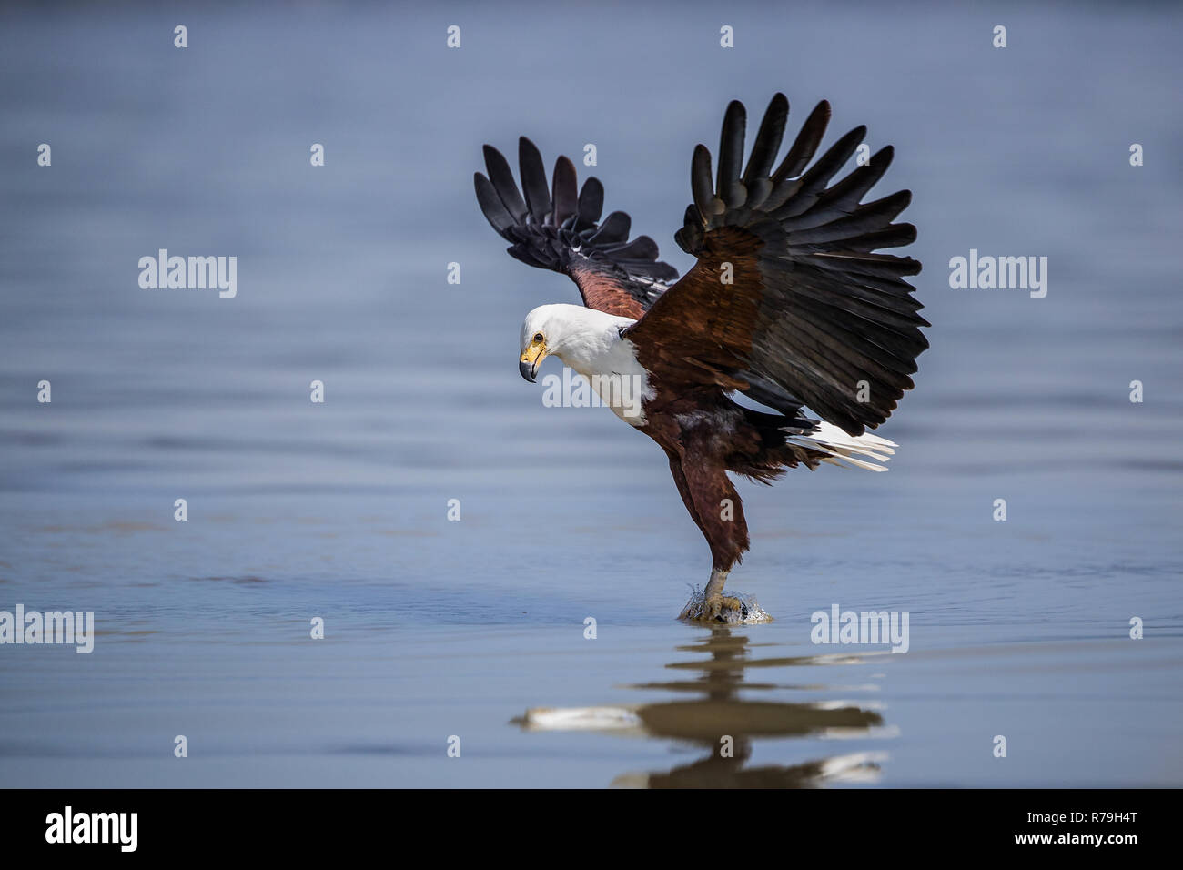 African Fish Eagle (Haliaeetus vocifer) anschlagen und den Fang von Fischen in Lake Naivasha, Kenia Stockfoto