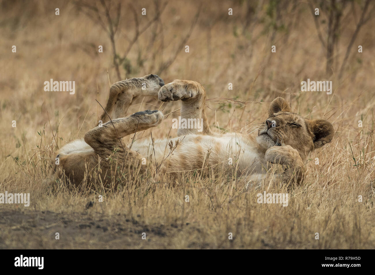 Panthera leo - Baby Lion cub Schlafen auf die Savanne in der Masai Mara, Kenia Stockfoto