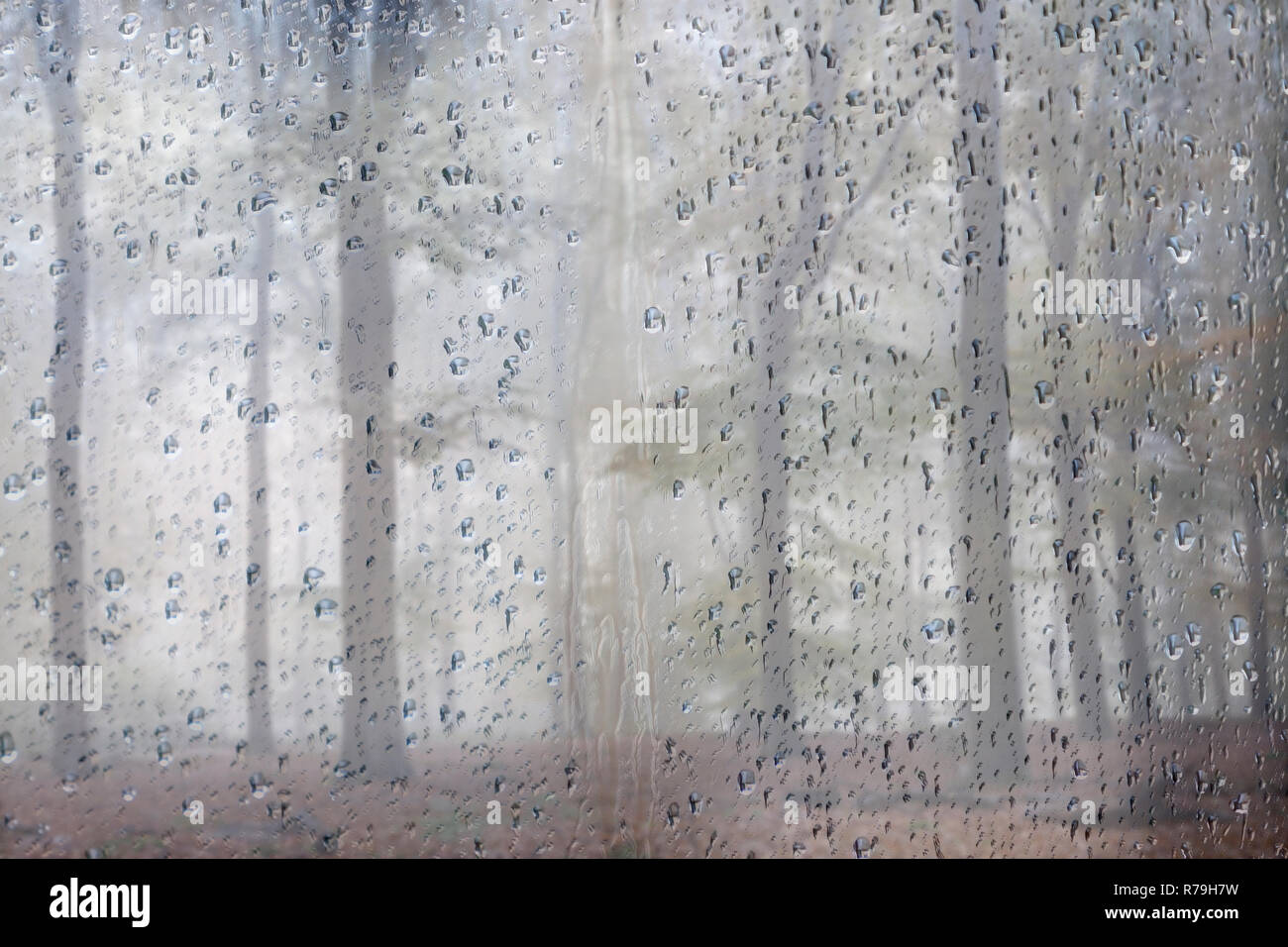 Die herbstlichen Wald durch die Glasscheibe mit Regentropfen gesehen Stockfoto