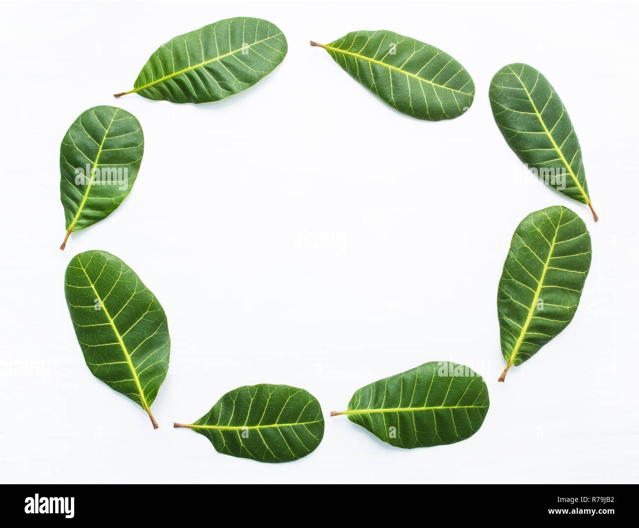 Rahmen, grüne Blätter Gelb Venen von Cashew auf weißem Holz- Hintergrund Stockfoto