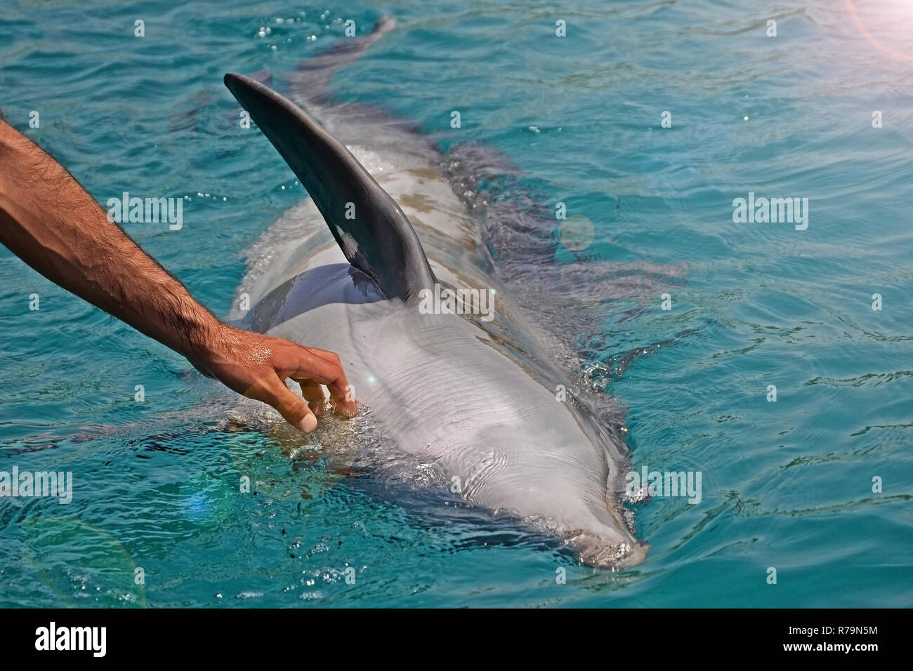 Die geretteten smiling Dolphin hält seinen Schläger mit menschlichen Händen. Sea Dolphin Conservation Research Projekt in Eilat, Israel. Speichern von Tieren, vertrauensvolle Stockfoto