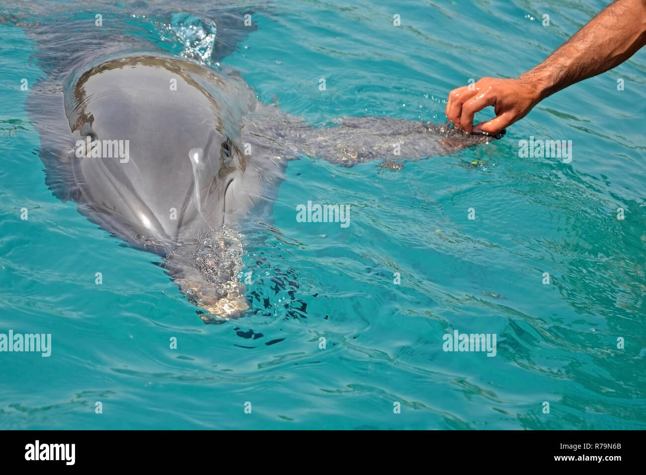 Die geretteten smiling Dolphin hält seinen Schläger mit menschlichen Händen. Sea Dolphin Conservation Research Projekt in Eilat, Israel. Speichern von Tieren, vertrauensvolle Stockfoto