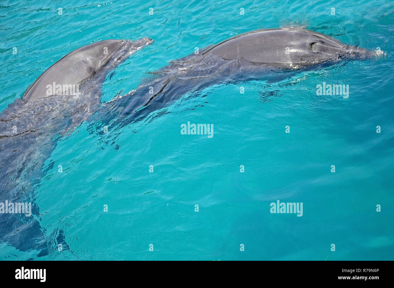 Zwei Freunde von der Dolphin tanzen unter Wasser im Roten Meer, sonniger Tag mit verspielten Tiere, die Erhaltung und der Schutz der Tiere in Dolphin R Stockfoto