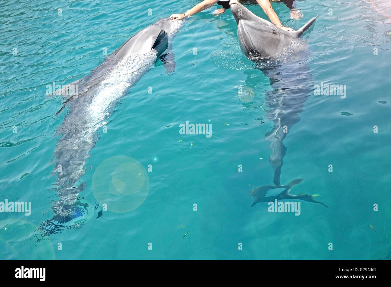 Menschliche Hände und Delphine, sonnigen Tag mit verspielten Tiere, die Erhaltung und der Schutz der Tiere in einem Dolphin Reef in Israel. Stockfoto