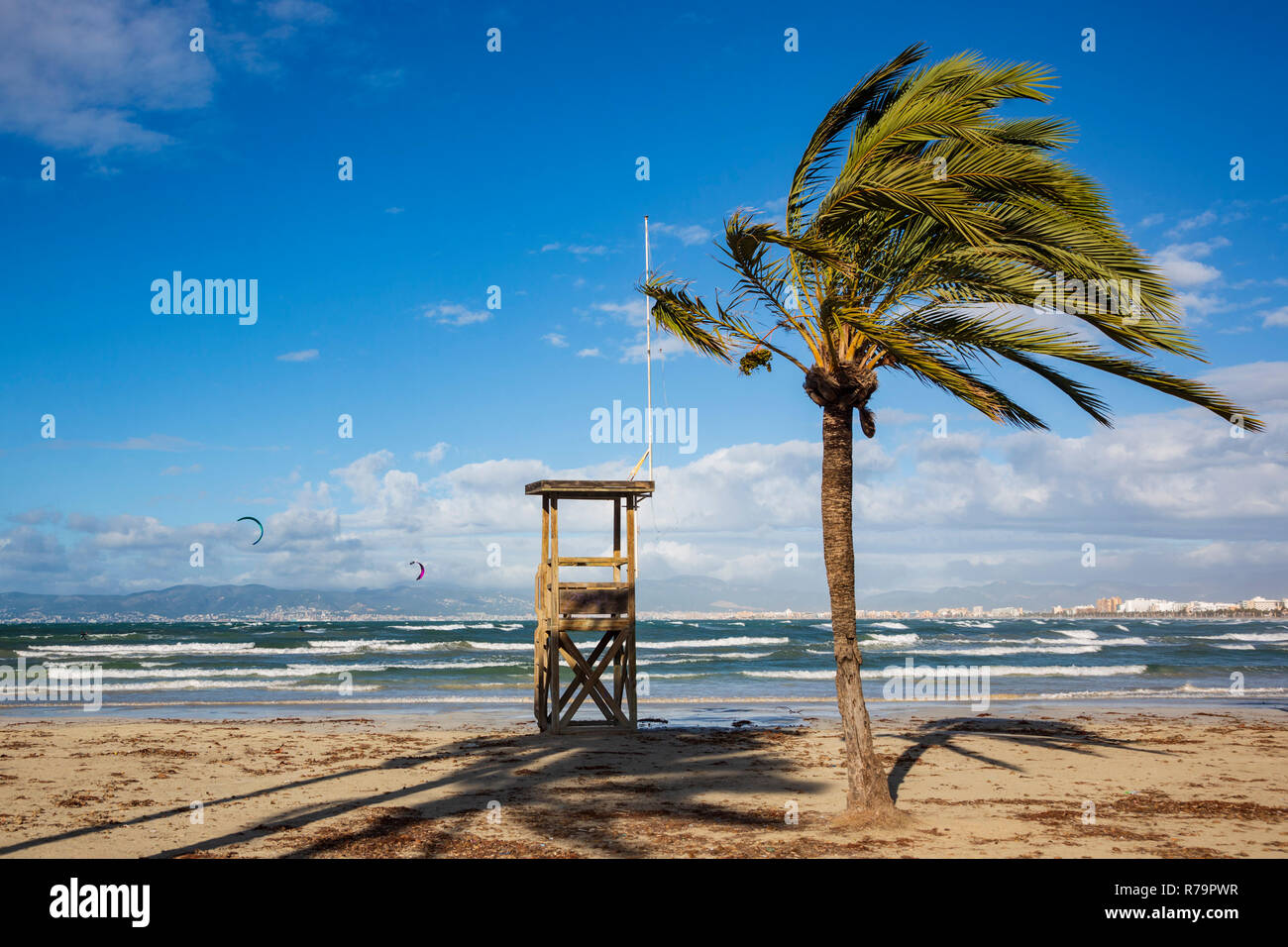 Strand mit windswept Palm Tree bei S'Arenal, El Arenal, in der Nähe von Platja de Palma, Playa de Palma, Mallorca, Mallorca, Balearen, Spanien, Europa Stockfoto