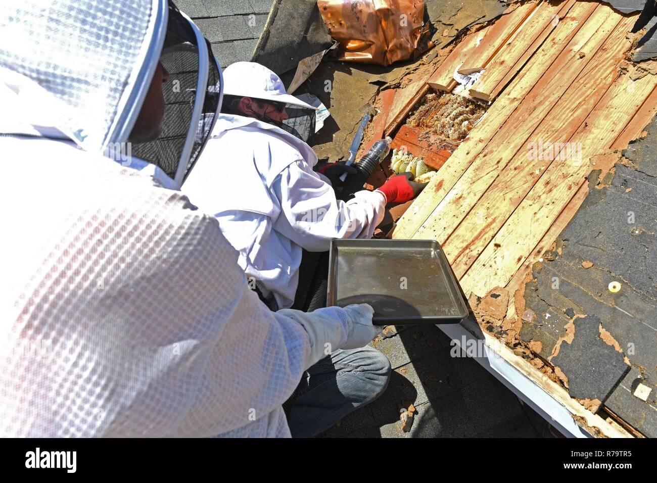 VIRGINIA BEACH, Virginia (11. April 2017) Chief Brand Controlman Jason Mosher entfernt eine Wabe aus einem Bienenstock vom Dach der Haygood Vereinigte Methodistische Kirche als Teil einer Community Relations Projekt. Das Projekt führte dazu, dass sowohl für die Erhaltung des Bienenstockes und gleichzeitig die erforderliche Sicherheit gewährleistet der Kirche Gönner. Stockfoto