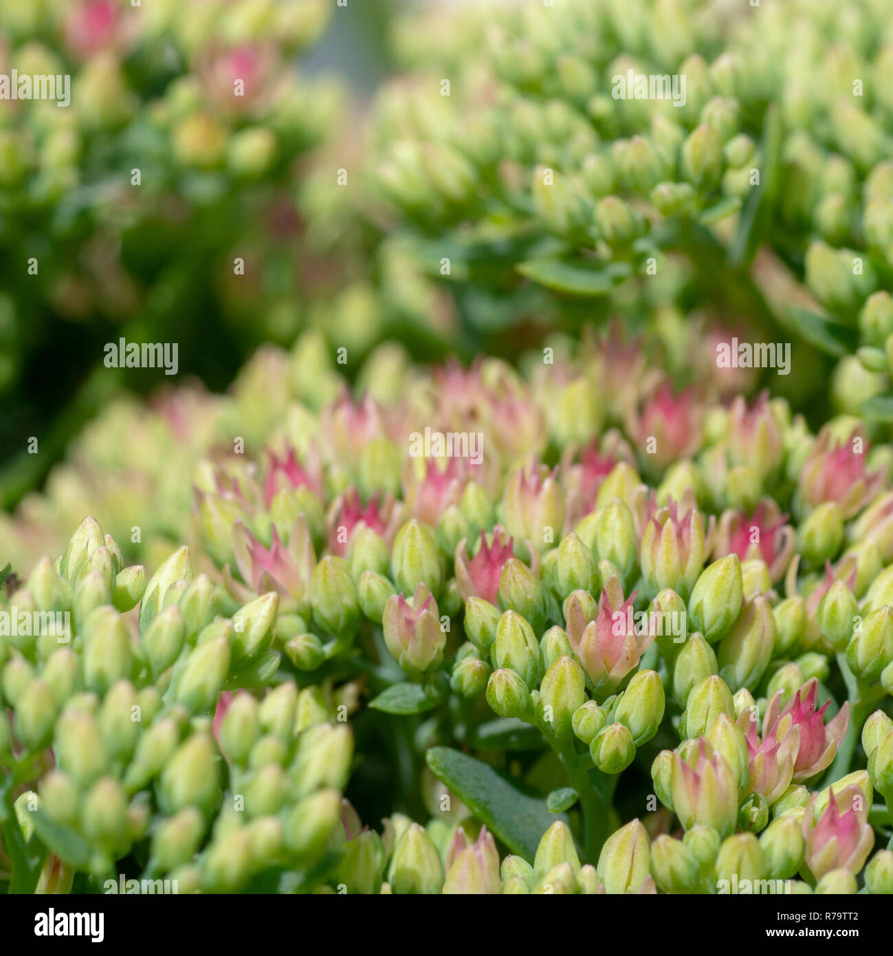 Sedum (Hylotelephium spectabile) in Blüte kommen Stockfoto