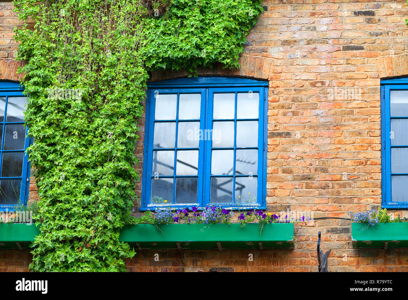 Fassade des Ziegelgebäude mit Klettern Efeu an der Wand, Neals Yard, London, Vereinigtes Königreich. Stockfoto