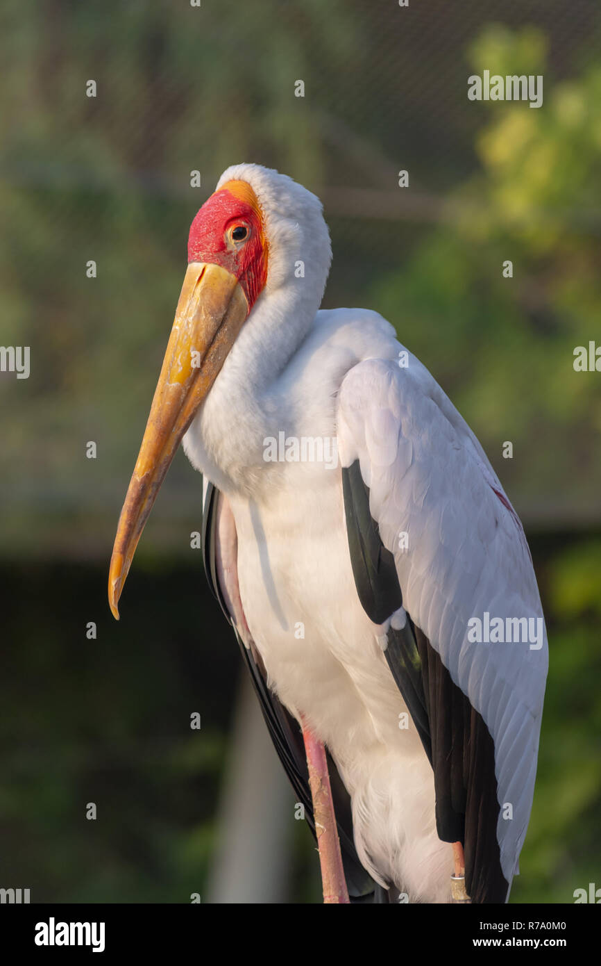 Eine Nahaufnahme eines Yellow-Billed Stork (mycteria Ibis) Zeigt aus seinen Schnabel bei Sonnenuntergang Stockfoto