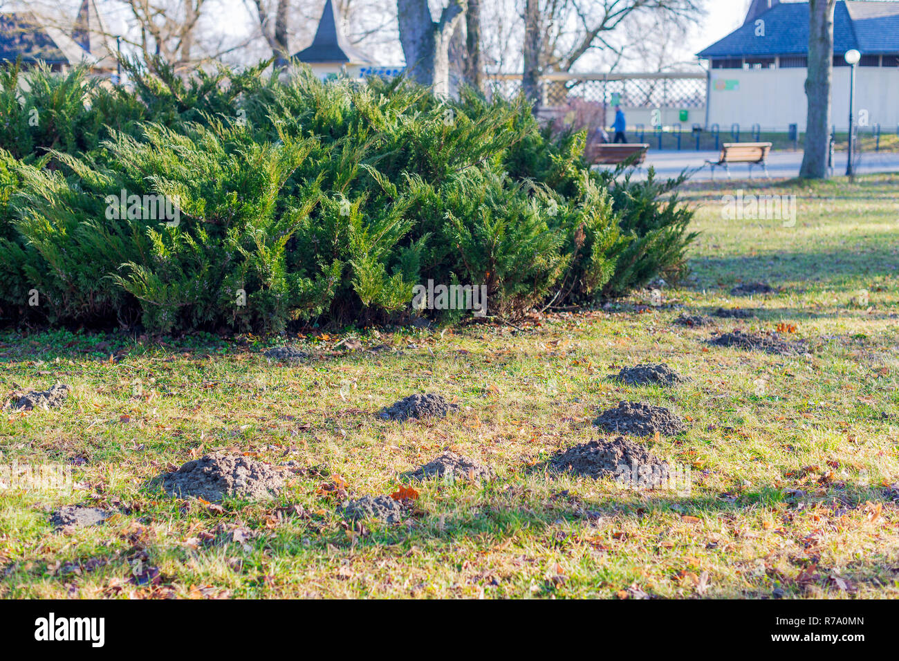 Maulwurfshügel auf dem Rasen im Herbst Park Stockfoto