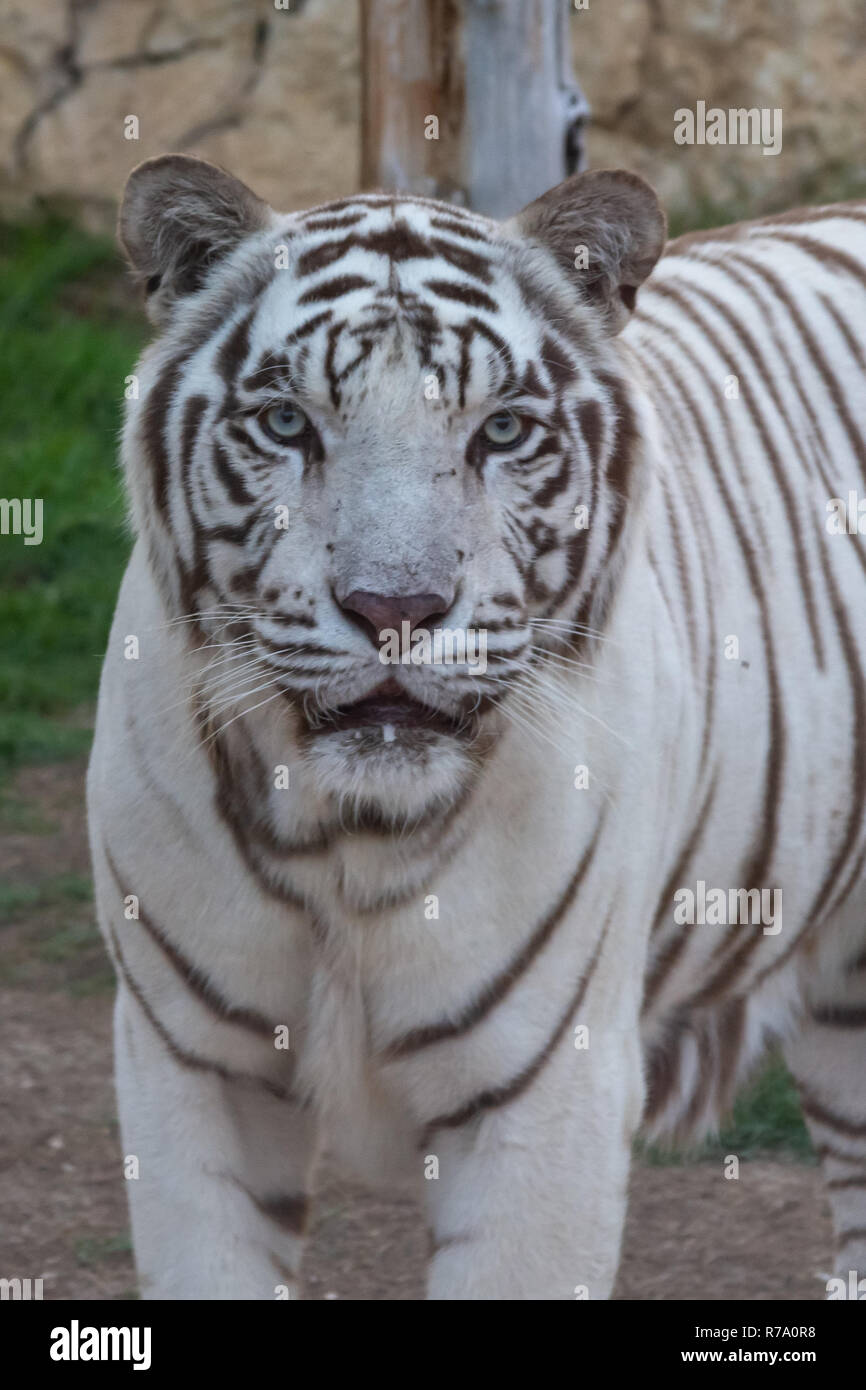 Eine spektakuläre White Bengal Tiger zeigt seine elegante Streifen und vielleicht (Panthera tigris tigris). Stockfoto