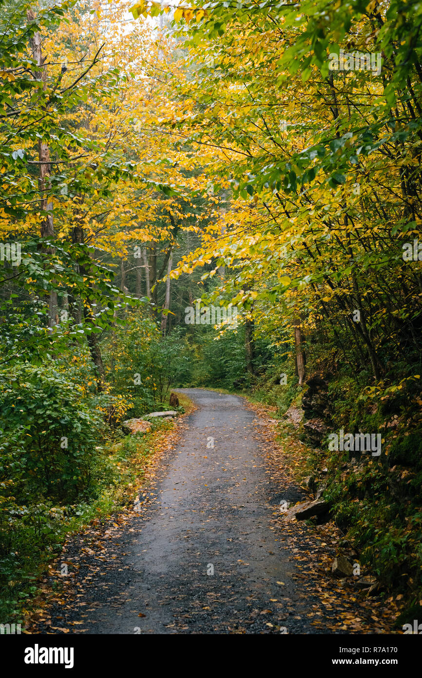 Anfang Herbst Farbe entlang einer Spur, an Minnewaska State Park, in die shawangunk Bergen, New York Stockfoto