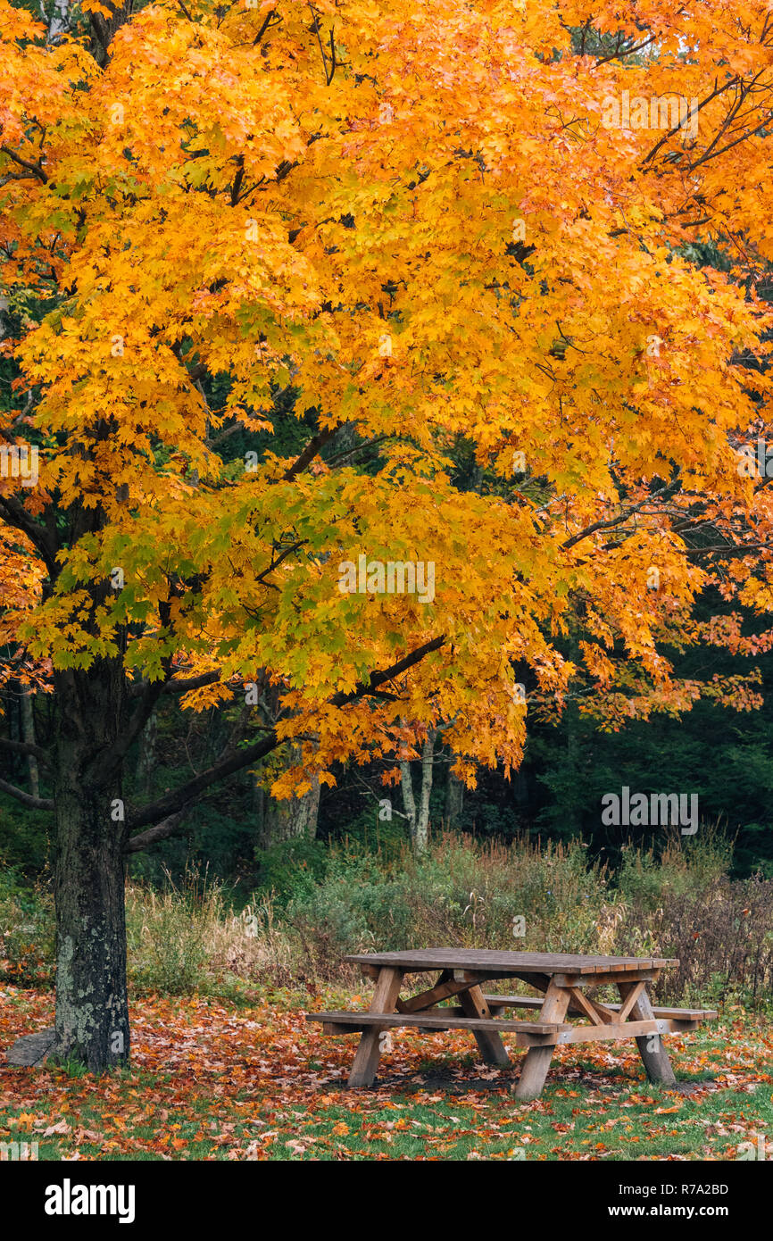 Herbst Farbe auf einem Baum, in Minnewaska State Park, in die shawangunk Bergen, New York Stockfoto