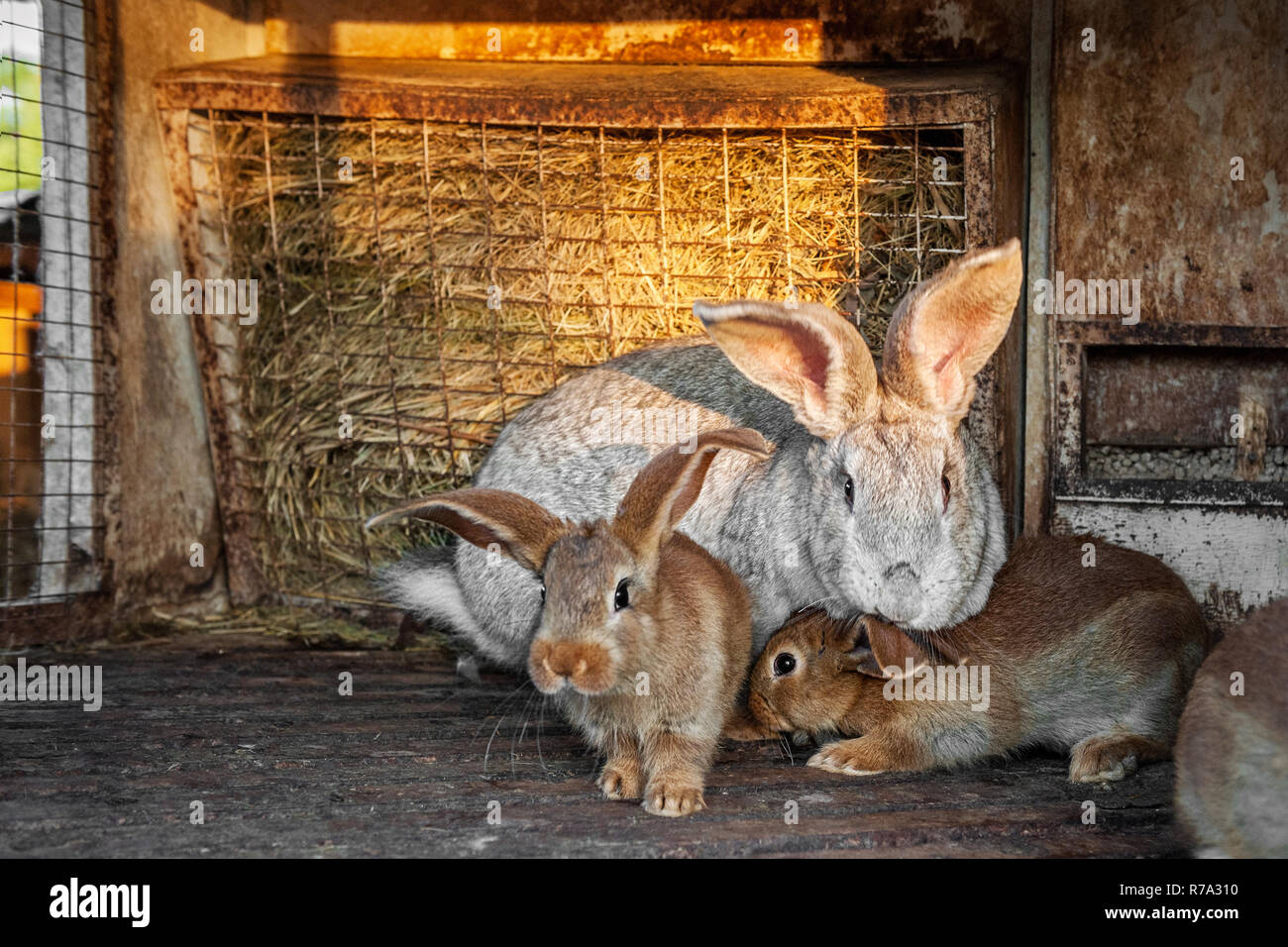 Eine große graue Kaninchen mit kleinen Hasen leben in einem Käfig mit Heu. Bauernhof Tiere zum Verkauf. Stockfoto
