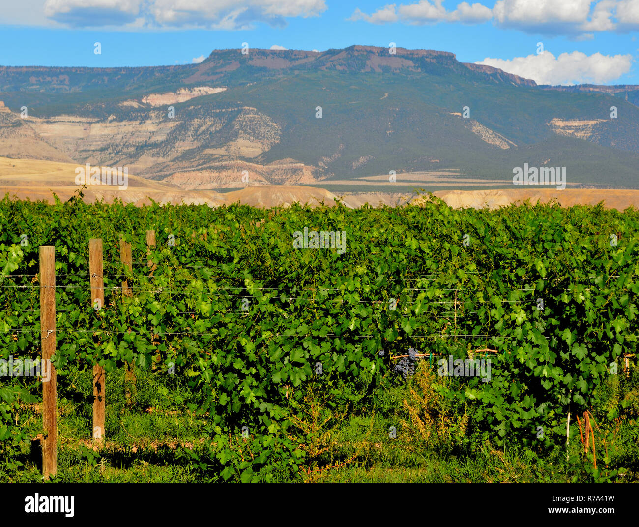 Die üppigen Weinberge mit Blick auf die Grand Mesa von entlang der Palisade Obst & Wein Byway in Western Colorado gesehen. Stockfoto