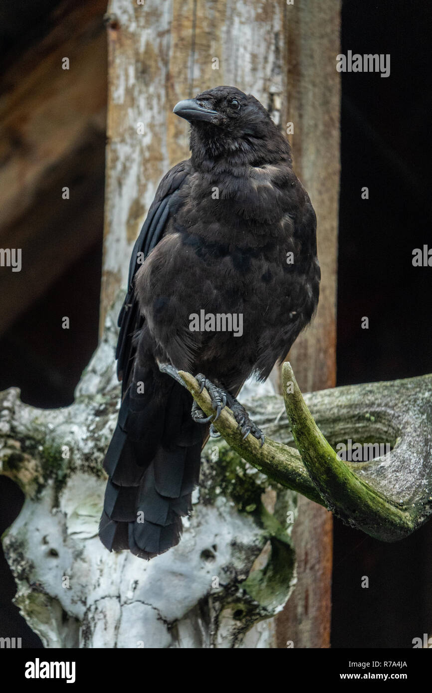 Dark raven auf einem Horn thront, Alaska Stockfoto