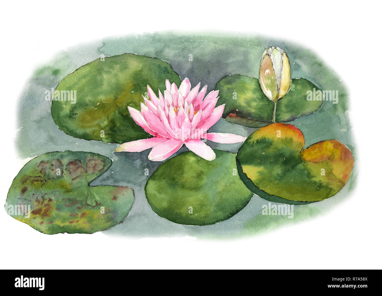 Botanische aquarell Abbildung Seerosen im Teich auf weißen Hintergrund
