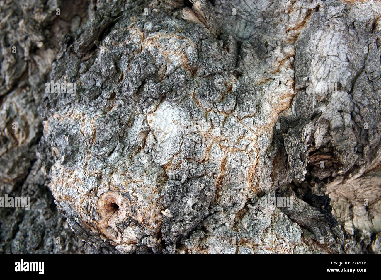 Großer Baum Rinde closeup Stockfoto