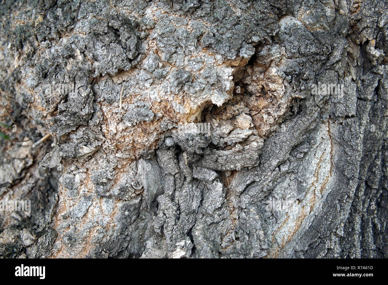Großer Baum Rinde closeup Stockfoto