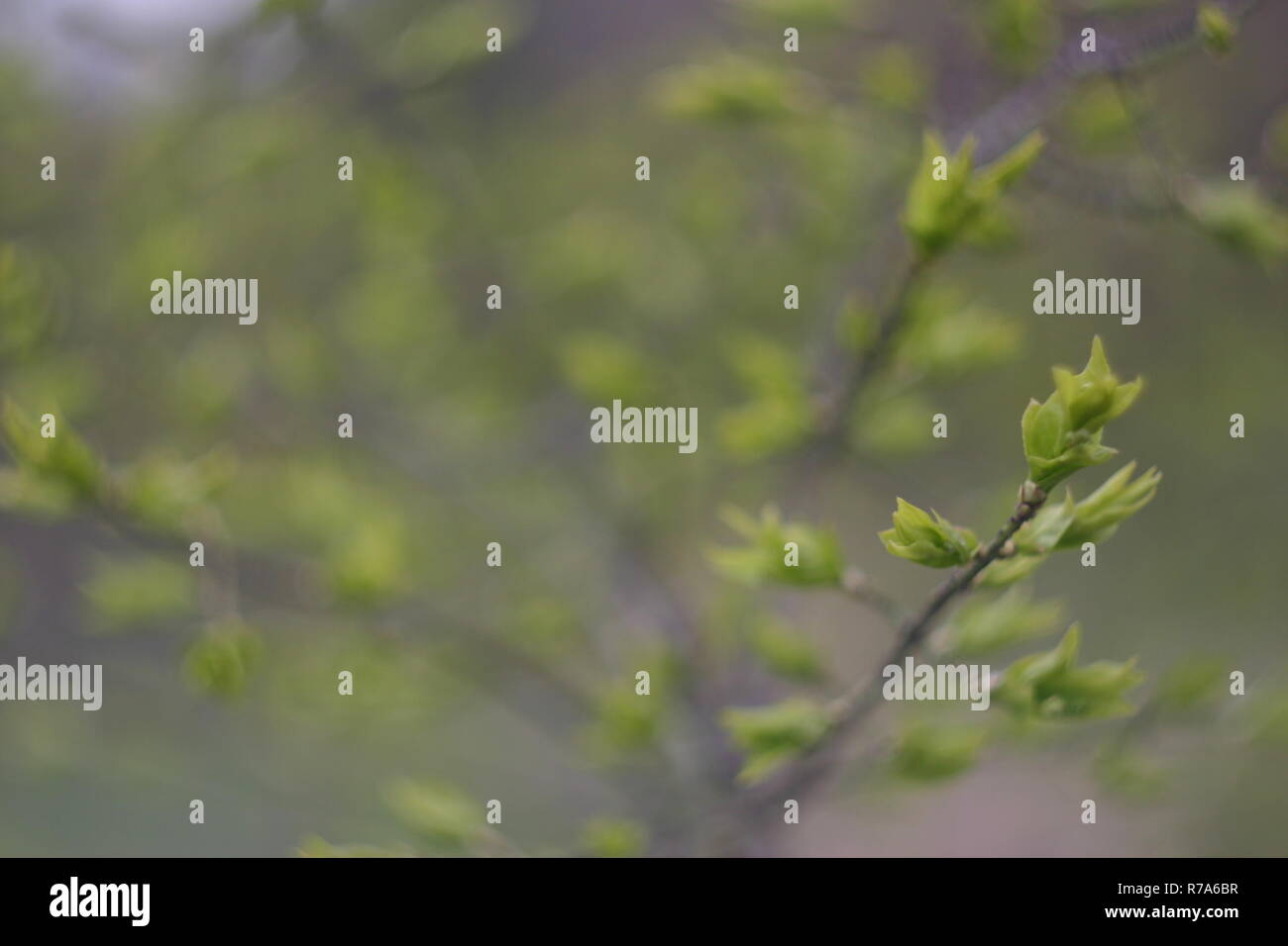 Junge Triebe von den Knospen an einem Baum im Frühling Stockfoto