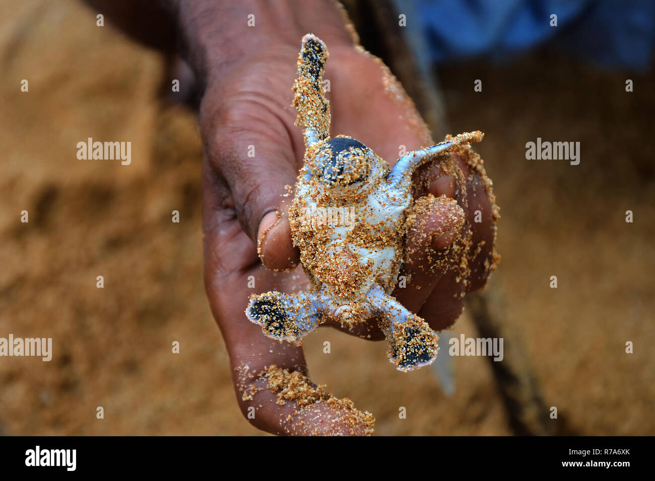 Menschen Finger weiße Frau, die ein Baby Schildkröte, Speichern von Tieren, vertrauensvolle Peoplein die Meeresschildkröten Conservation Research Projekt in Bentota, Sri Lanka. Stockfoto