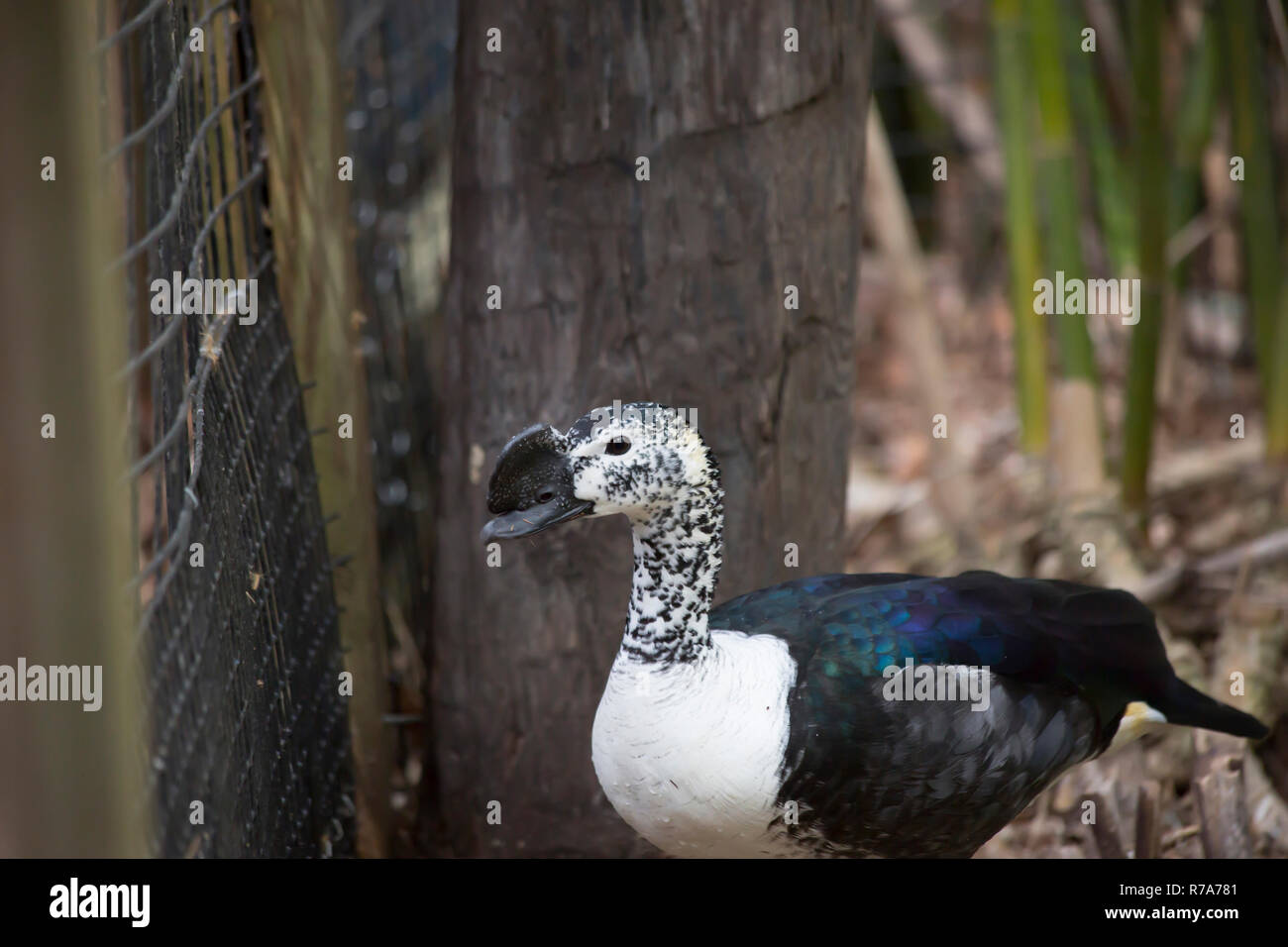 Kamm-Ente (Sarkidiornis Melanotos) Stockfoto