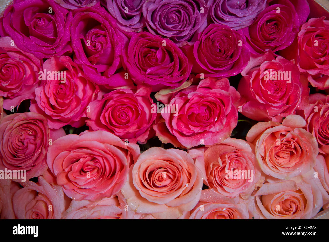 Rot Natur Rosen Hintergrund Red Rose Hintergrund Naturliche Horizontale Muster Blume Wand In Der Nahe Von Riesigen Blumenstrauss Stockfotografie Alamy