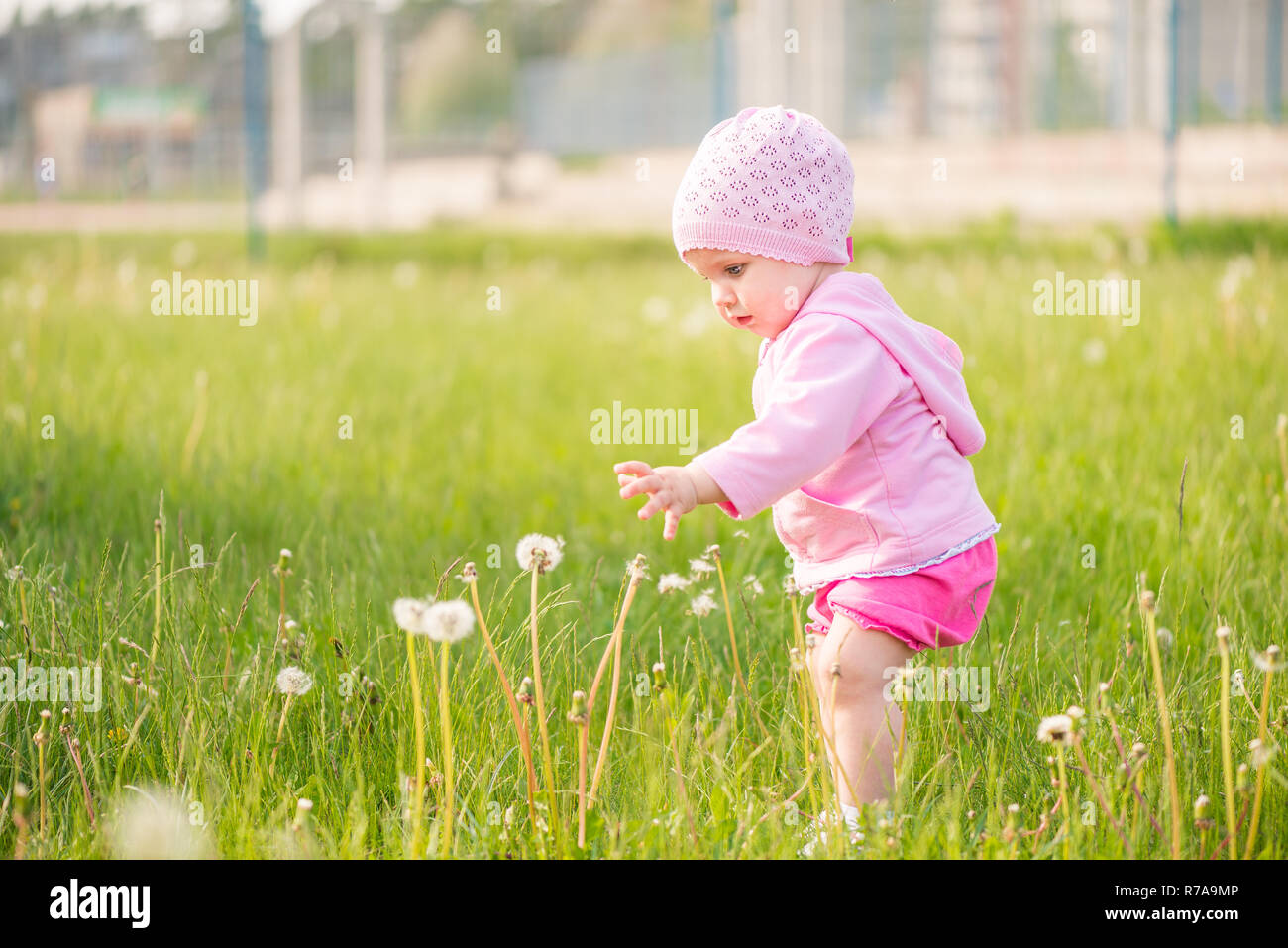 1 Jahr alt baby girl vorsichtig berühren Löwenzahn Stockfoto