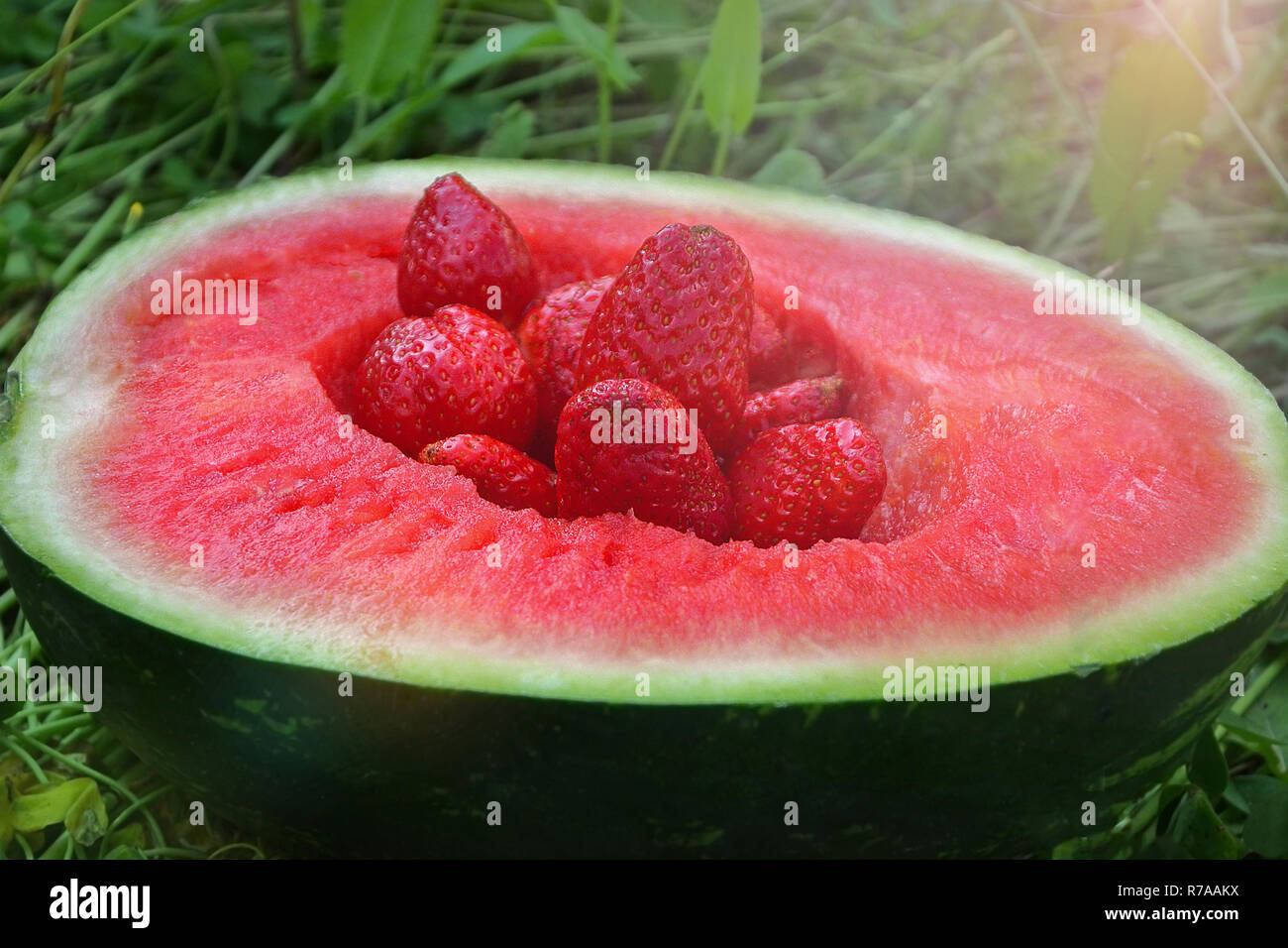 Die Hälfte der fleischigen reife Wassermelone ohne Kerne mit Erdbeeren liegen auf dem Rasen. kontinuierlichen Zyklus der Reifung, gute Ernte, Vitamine, gesunde Ernährung Stockfoto