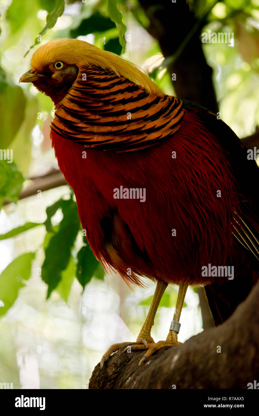 Die goldenen Fasan ist ein Baum Stockfoto