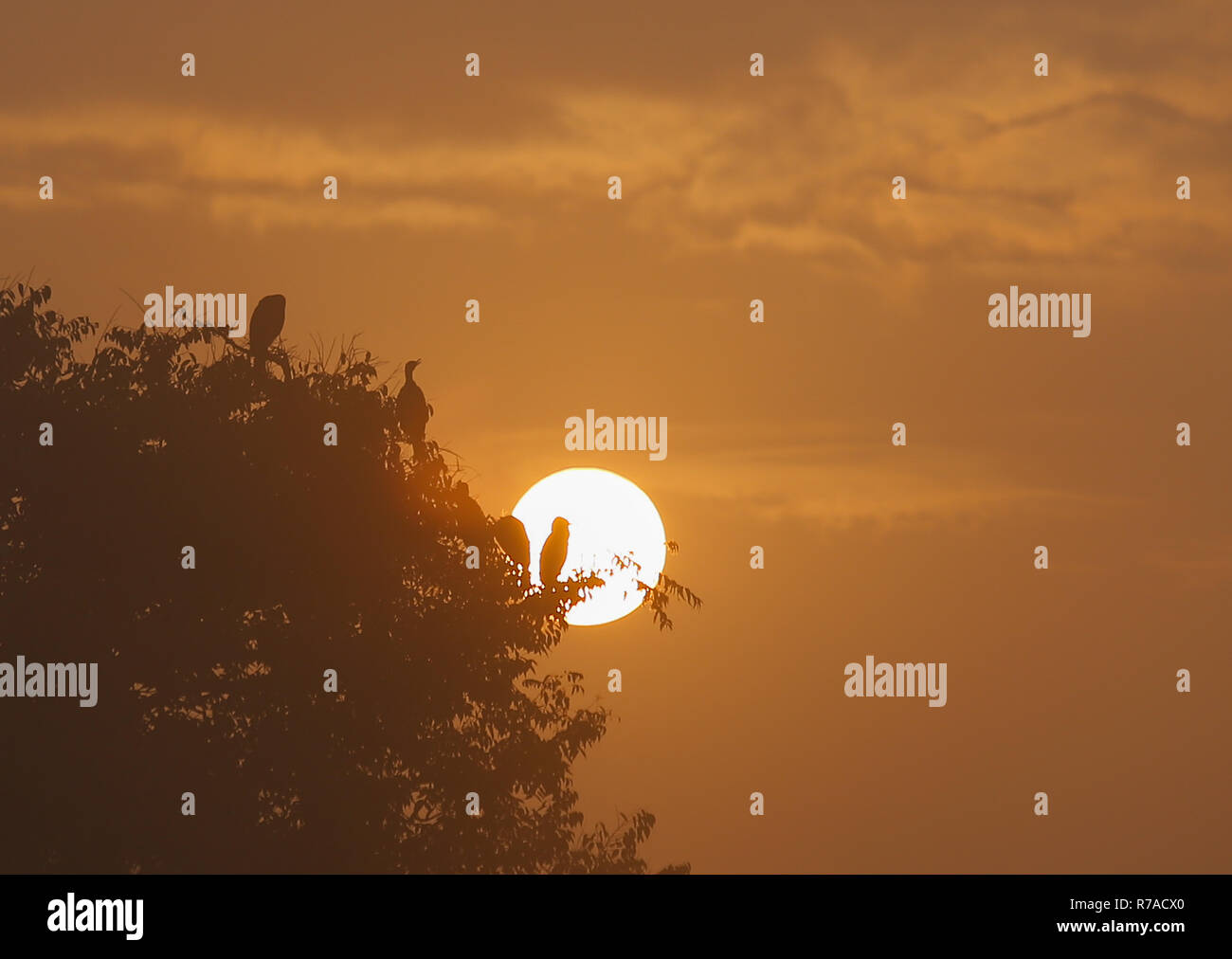 Nepal. 8. Dezember, 2018. Große Kormorane sind Silhouette auf der nebligen Morgen die Sonne über dem Taudaha Feuchtgebiet See gesehen. Der Kormoran ist Mitglied der Kormoran Familie von Seevögeln, und wandert von Norden nach Süden für den Winter jedes Jahr. Credit: Sunil Pradhan/SOPA Images/ZUMA Draht/Alamy leben Nachrichten Stockfoto